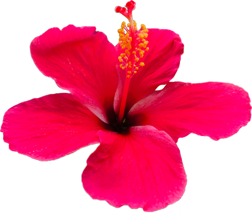 Pink Hibiscus Flower Cutout