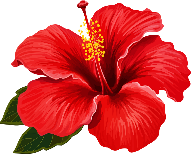 Red Hibiscus Flower