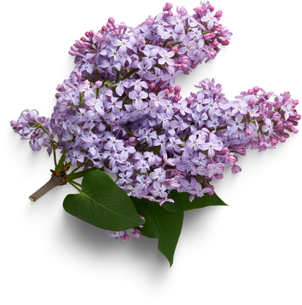 Lilac - lilas flower